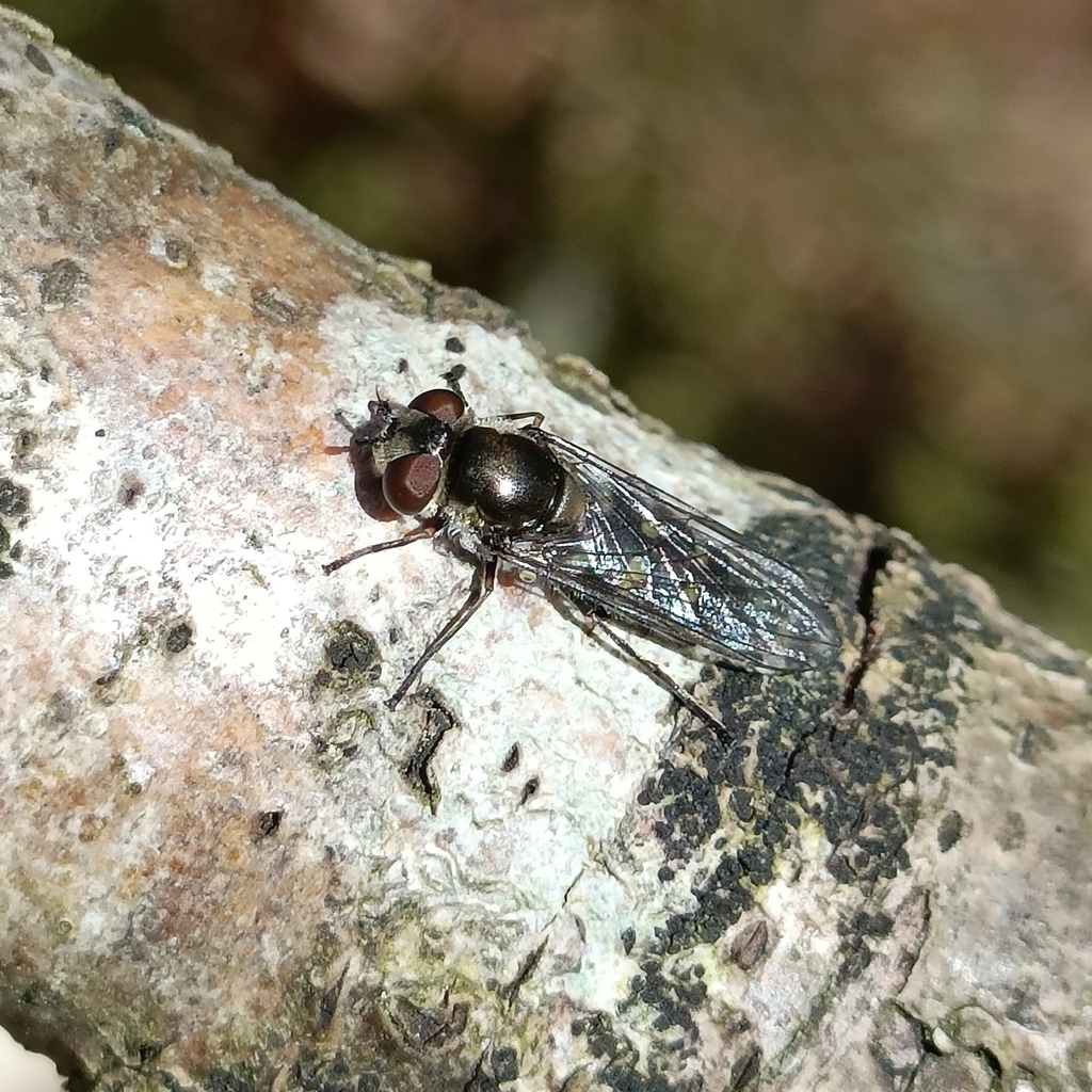 Melangyna arctica