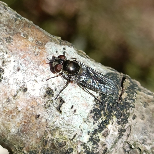 Melangyna arctica