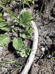 Pelargonium althaeoides