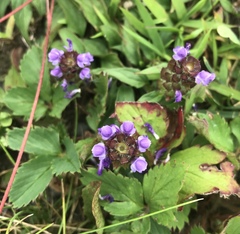 Prunella vulgaris