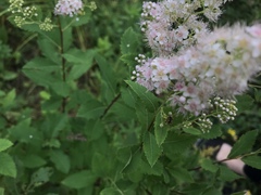 Spiraea alba