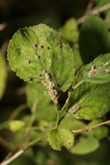 Eriophyes homophyllus