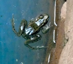 Lithobates magnaocularis