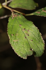 Eriophyes homophyllus