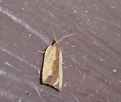 Planotortrix notophaea