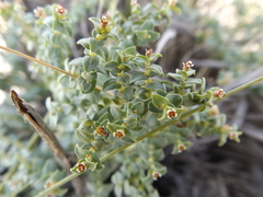 Euphorbia astyla