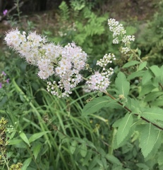 Spiraea alba