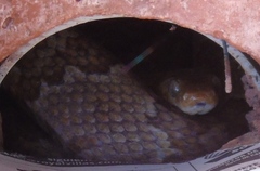 Trimorphodon paucimaculatus