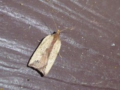 Planotortrix notophaea