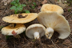 Lactarius leonis