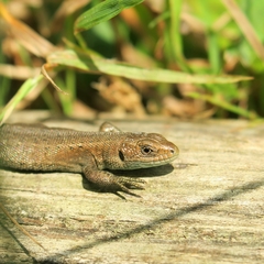 Viviparous Lizard photo 3