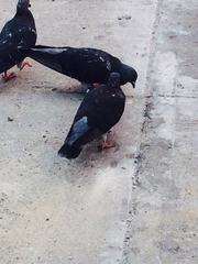 Columba livia