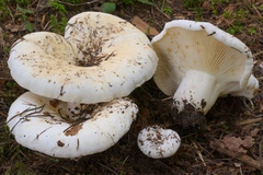 Lactifluus bertillonii