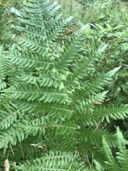 Pteridium aquilinum