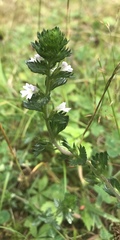 Euphrasia nemorosa