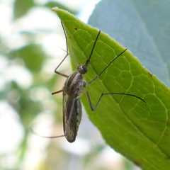 Aedes trivittatus