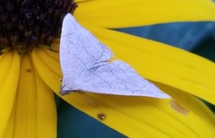 Zanclognatha pedipilalis