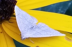 Zanclognatha pedipilalis