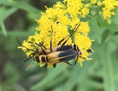 Chauliognathus pensylvanicus