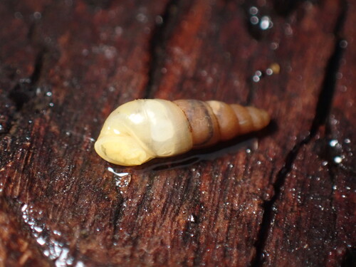 Subulina octona observed 2025-04-16