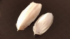 Sepia officinalis