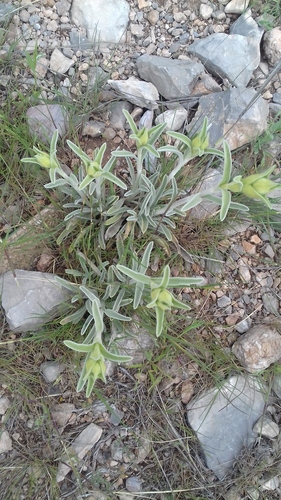 Avistamiento Phlomis lychnitis