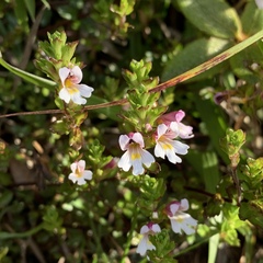 Euphrasia transmorrisonensis