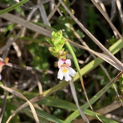 Euphrasia transmorrisonensis