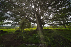 Enterolobium cyclocarpum