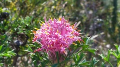 Isopogon dubius