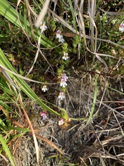 Euphrasia transmorrisonensis