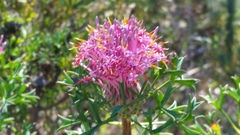 Isopogon dubius
