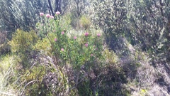 Isopogon dubius