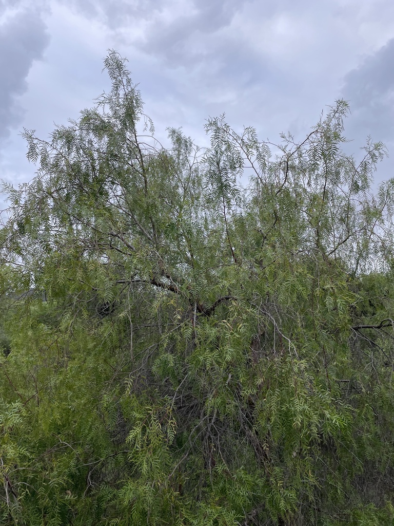 Peruvian Pepper Tree from El Cajon, CA, US on April 17, 2025 at 07:32 ...