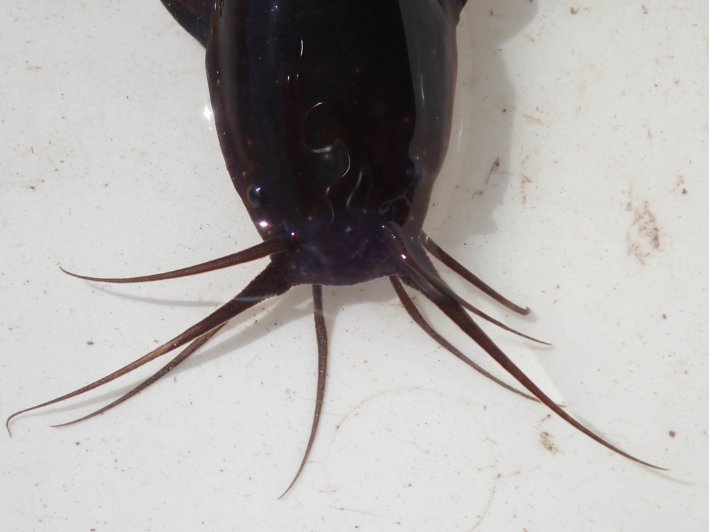 Snake catfish (Clarias theodorae) — Clariidae