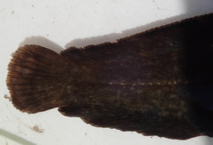 Clarias theodorae
