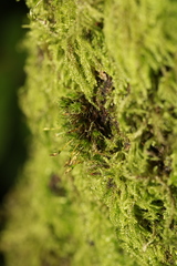 Ulota bruchii