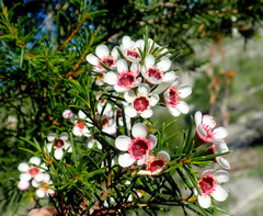 Chamelaucium uncinatum