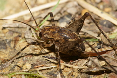 Pleioplectron hudsoni