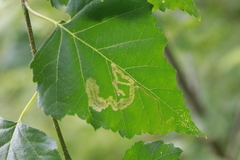Agromyza alnibetulae