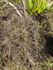 Aspalathus retroflexa