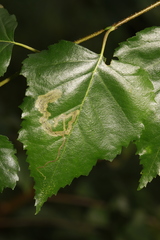 Agromyza alnibetulae