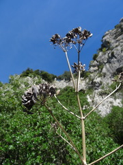 Ferula glauca