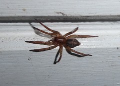 Notiodrassus distinctus