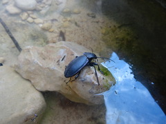 Carabus purpurascens