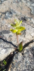 Lachenalia lutea
