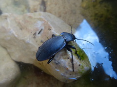 Carabus purpurascens