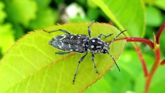 Xylotrechus rusticus