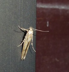 Stathmopoda plumbiflua