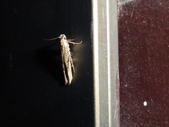 Stathmopoda plumbiflua